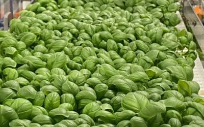 L’Agriculture urbaine : Un nouveau modèle pour nourrir les villes de demain